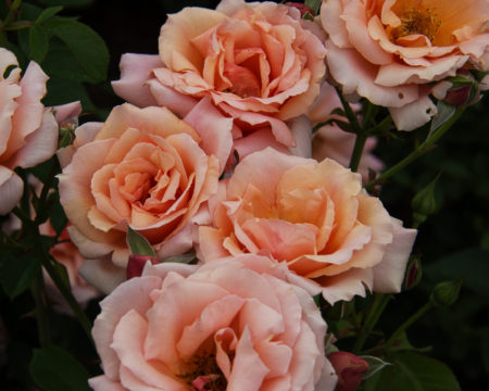 Peach wedding flowers 