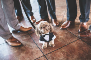 Little dog standing with groomsmen