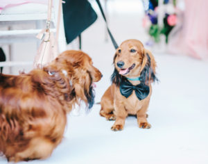 Two dogs wearing bow ties walking down wedding aisle