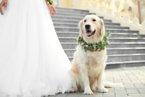 Golden retriever wearing wedding flowers