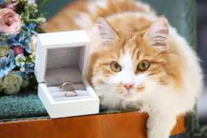 Fluffy cat laying next to wedding rings