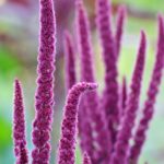 purple Amaranthus