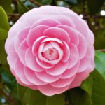 Camellia