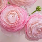 Pink Ranunculus