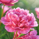 Pink flowers peonies flowering on background pink peonies. Peonies garden.