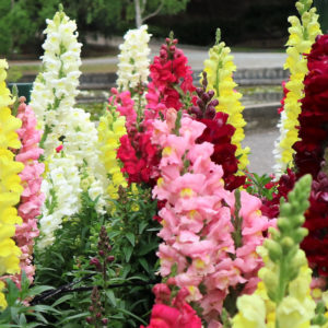 Snapdragon flowers in multi colours