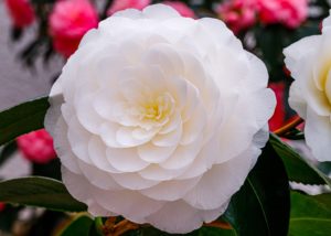 White Camellia Flower