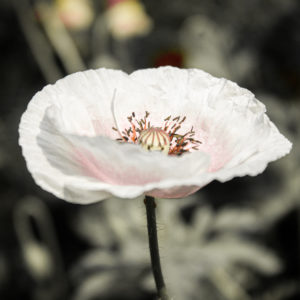 Pink/White Poppy - Papaver Somniferum with a desaturated (black& white) background.