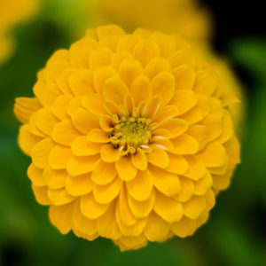 Yellow Zinnia Flower