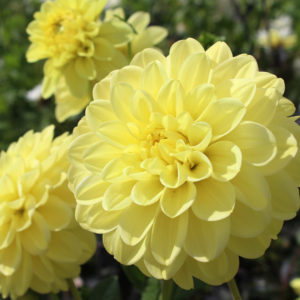 The bright creamy yellow flower of the popular garden plant the Dahlia, growing outdoors in a garden setting.