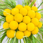 Beautiful yellow billy balls or craspedia flowers in bride bunch on rustic background with copy space