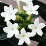 Stephanotis small white flower