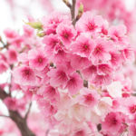 Beautiful cherry blossoms blooming in Yangming Mountain, Taiwan