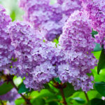 branch with spring lilac flowers