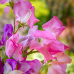 Vertical image of pink and lavender purple sweet pea (Lathyrus odoratus) flowers against an outdoor background