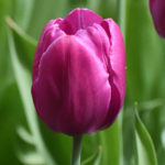 Blooming Purple Prince tulips during the tulip festival 2018 in Elagin Park in St.Petersburg