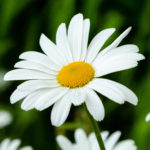 Garden daisies (лат. Leucanthemum vulgare) on a natural background. Flowering of daisies. Oxeye daisy, Daisies, Dox-eye, Common daisy, Dog daisy, Moon daisy. Gardening concept