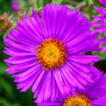 several blooming asters in intense violet,