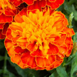 Close up of beautiful Marigold flower (Tagetes erecta, Mexican, Aztec or African marigold) in the garden