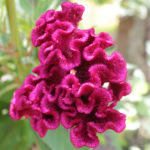Chicken comb or cricket jewer (Celosia cristata) is a variety of celosia argentea.