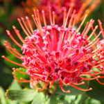 bright red protea flowers on plant with leaves in background