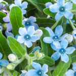 Light blue flowers, tweedia white background frame.