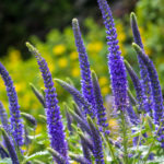 Flowering spikes of Veronica Spicata Ulster Dwarf Blue flower