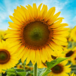 Sunflower with blue sky background