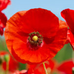 Red poppy flowers in a wild field. Poppies meadow