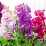 Matthiola incana flower, stock flowers, cut flowers in nursery, potted plant