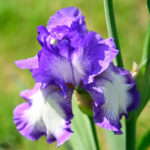 very nice colorful iris close up in my garden