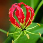 Gloriosa Superba or Climbing Lily is a climber with spectacular red and yellow flowers