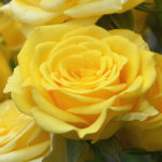 Yellow rose spray. Bushy multi-flowered rose.