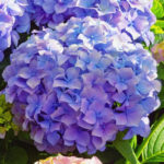 Colorful flowers of hydrangea ( Hydrangea macrophylla ) in garden on sunny summer day