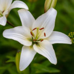 Two white lilies macro photography in summer day. Beauty garden lily with white petals close up garden photography. Lilium plant floral wallpaper on a green background.