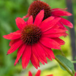 Horizontal banner of salsa red coneflowers, echinacea, in a Midwest garden
