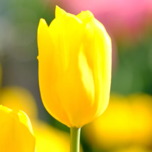yellow tulip in full blooming