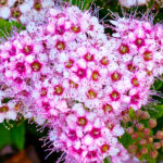 Spirea japonica flowers, closeup. Small pink Anthony Waterer flowers in garden, top view.