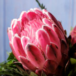 Couple of beautiful pink King Protea flower bouquet in bloom on a blue background