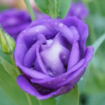 Purple Rosita Lisianthus background blurred nature, selective focus