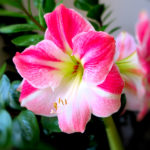 Close up of pink blooming amaryllisAmaryllisAmaryllis