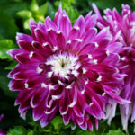 Dinner plate Dahlia 'Vancouver' in flower