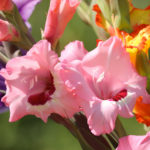 fresh pink gladiolus in a garden