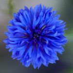 Close up of blue cornflower