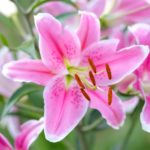 Bouquet of large Lilies .Lilium, belonging to the Liliaceae. Blooming pink tender Lily flower .Pink Stargazer Lily flowers background. Closeup of pink stargazer Lilies and green foliage. Summer