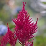 Astilbe Plant in the garden