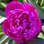 Beautiful pink peonies flower the garden. Dark, natural leaf background. Selective focus. Blooming pink peony.