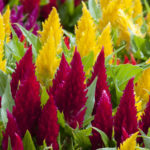 Celosia 