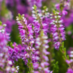 purple heather