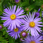 Aster Frikartii Monch